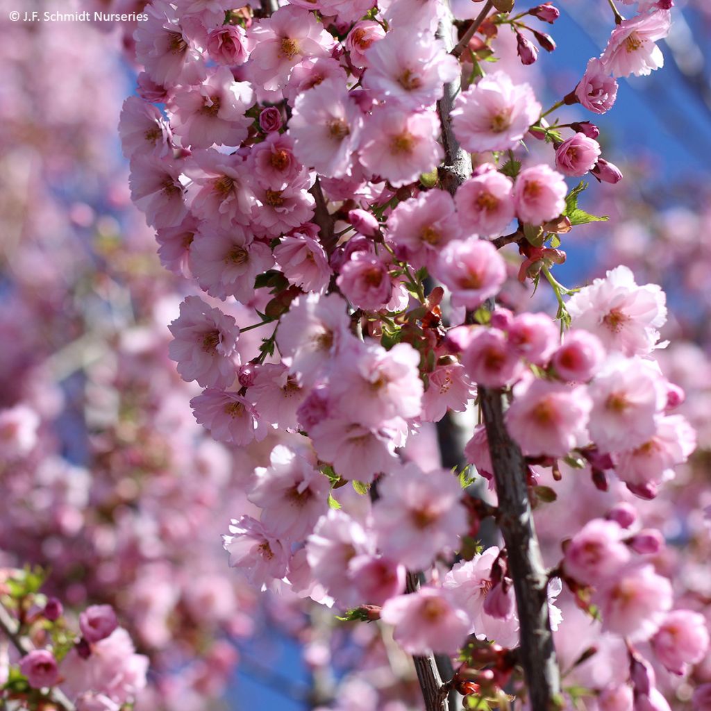 Cerezo de flor First Blush