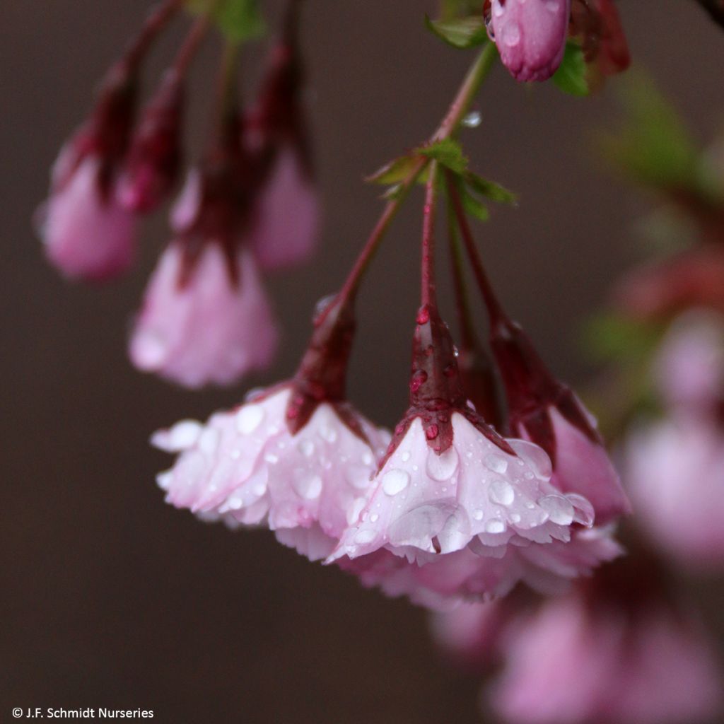 Cerezo de flor First Blush