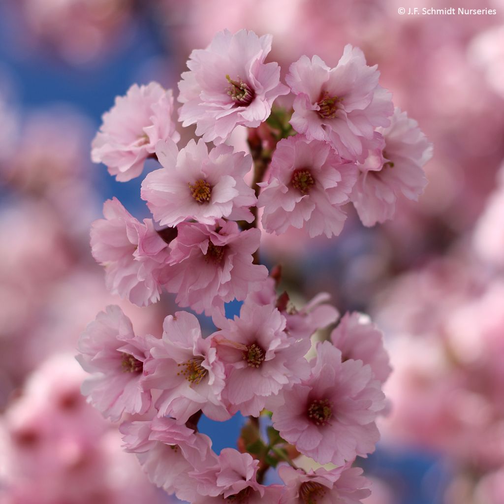 Cerezo de flor First Blush