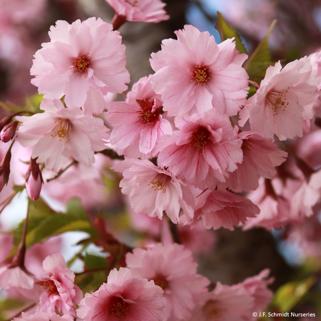 Cerezo de flor First Blush