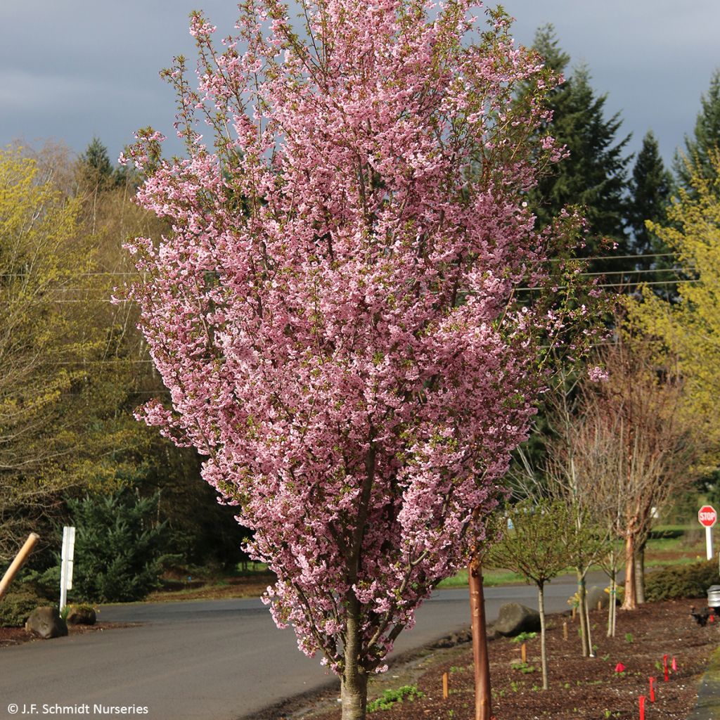 Cerezo de flor First Blush