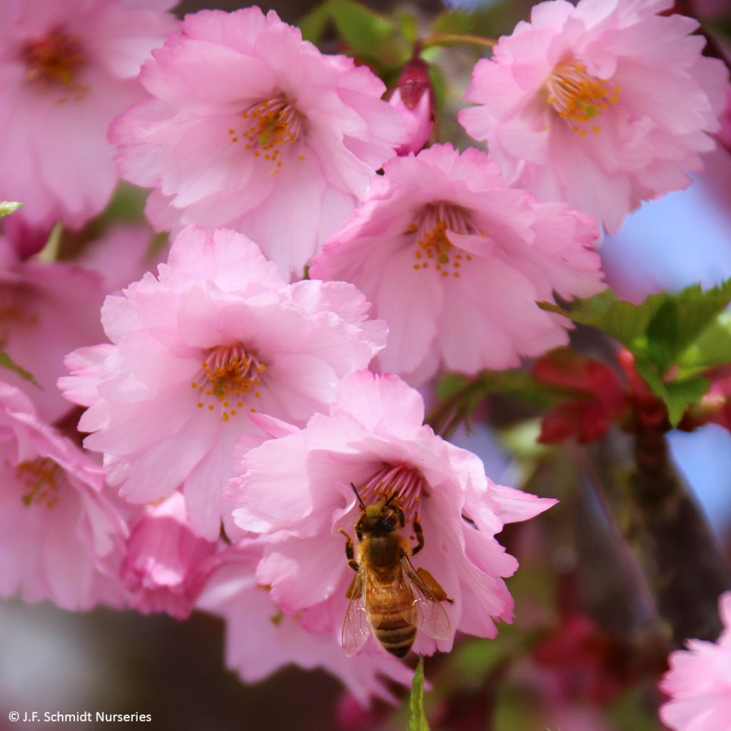 Cerezo de flor First Blush