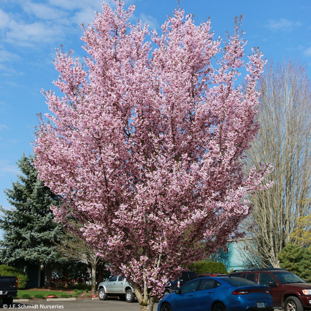 Cerezo de flor First Blush