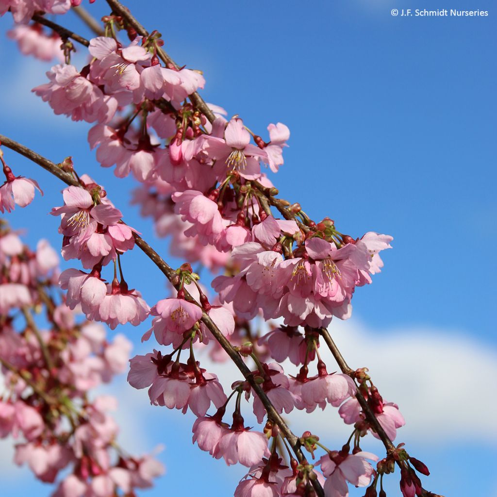 Cerezo de flor Pink Cascade