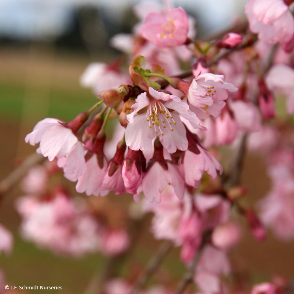 Cerezo de flor Pink Cascade