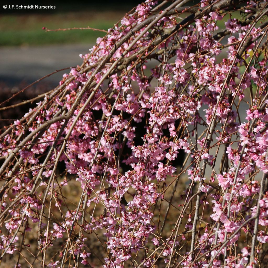 Cerezo de flor Pink Cascade