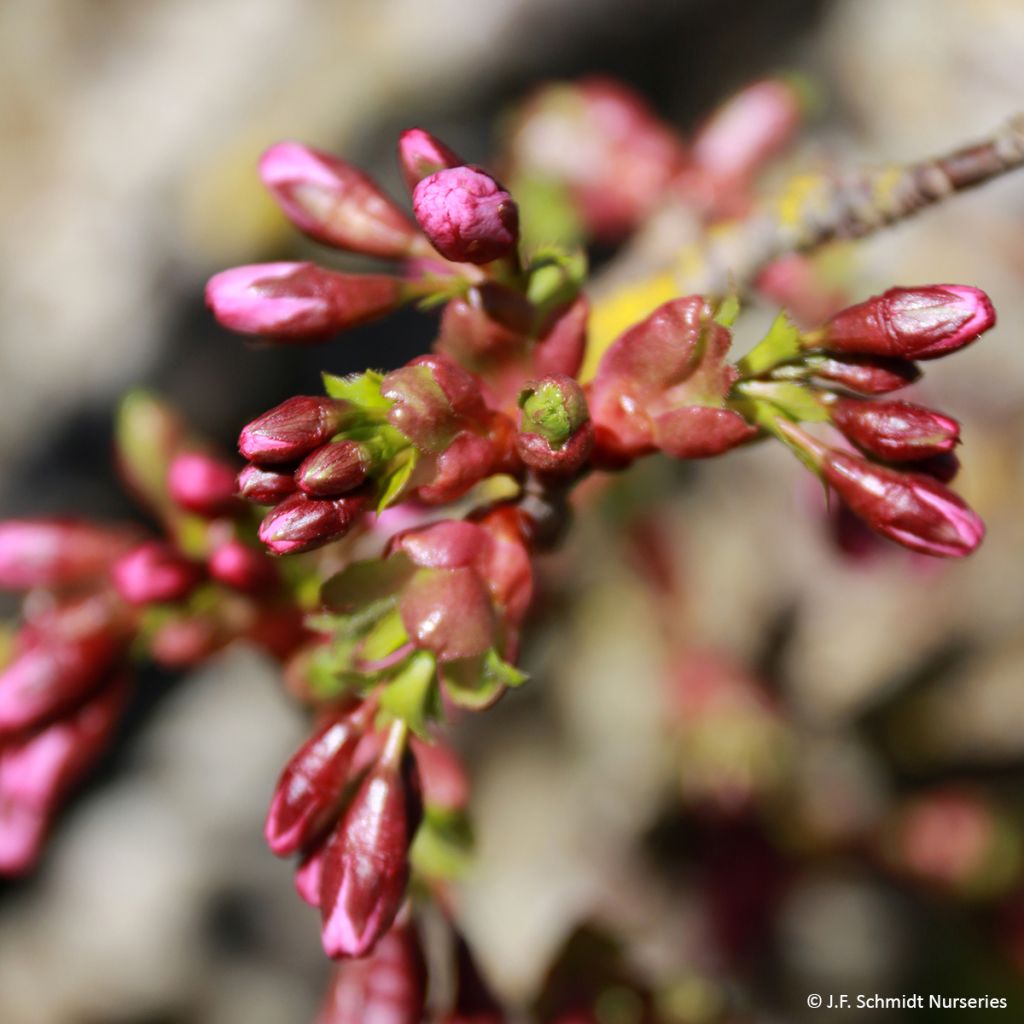 Cerezo de flor Pink Cascade