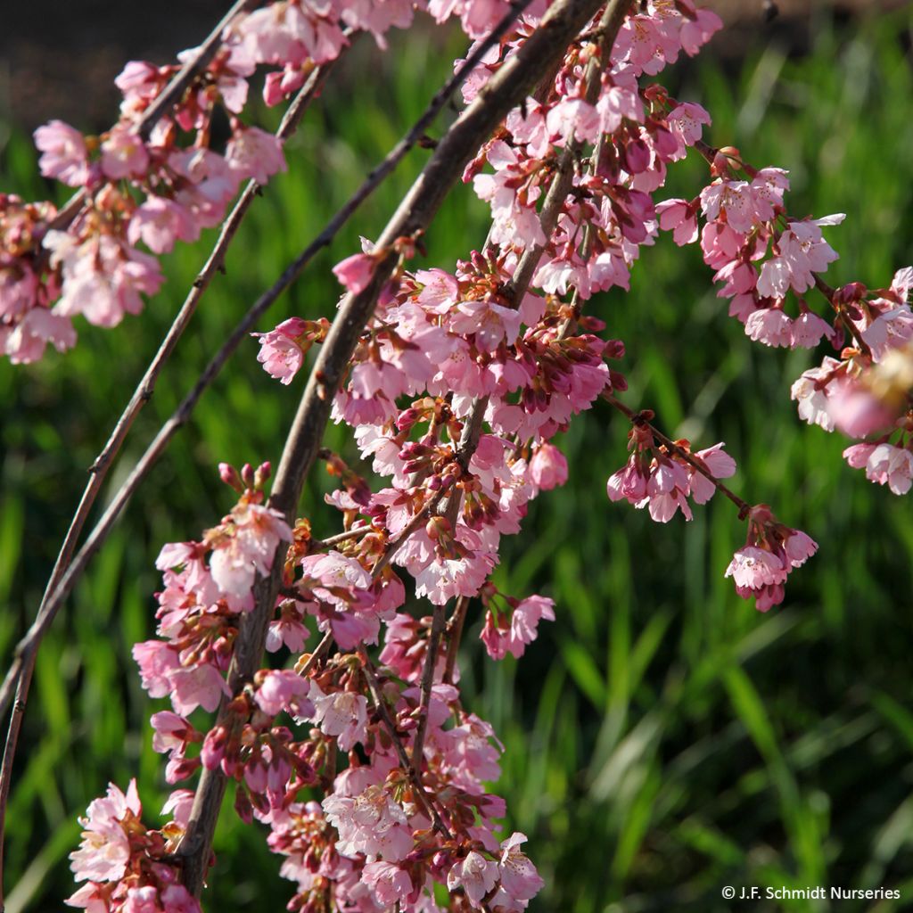 Cerezo de flor Pink Cascade