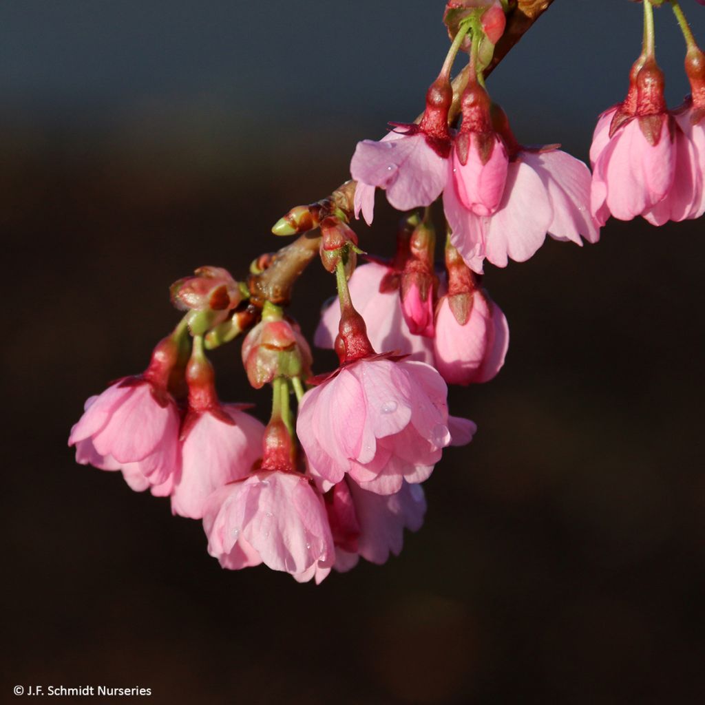 Cerezo de flor Pink Cascade