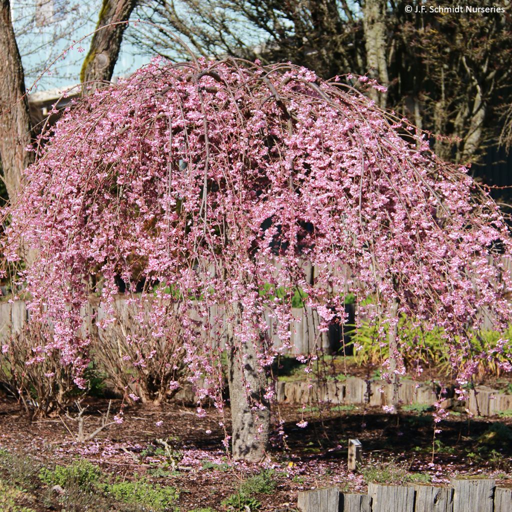 Cerezo de flor Pink Cascade