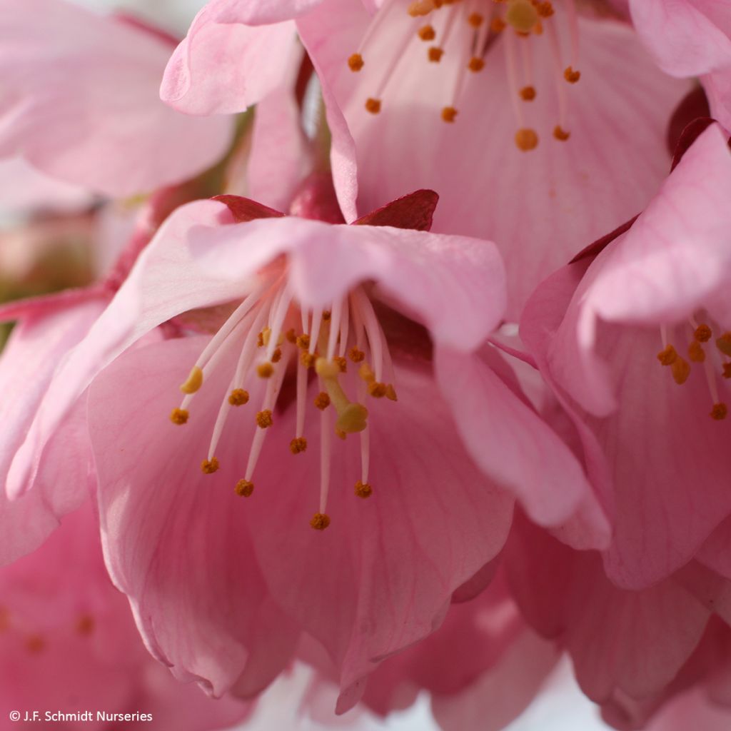 Cerezo de flor Pink Cascade