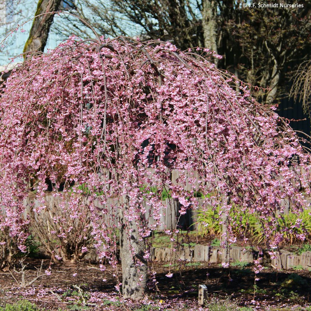 Cerezo de flor Pink Cascade