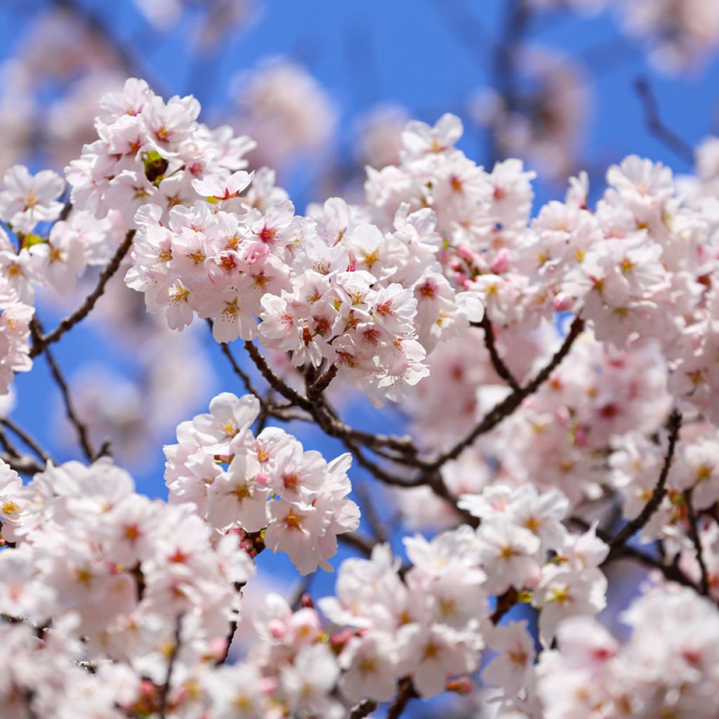 Prunus yedoensis - Cerezo Yoshino