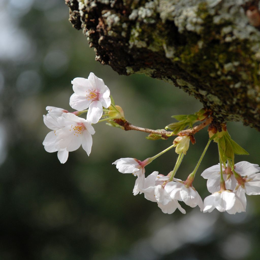 Prunus yedoensis - Cerezo Yoshino