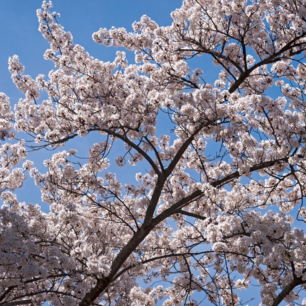 Prunus yedoensis - Cerezo Yoshino