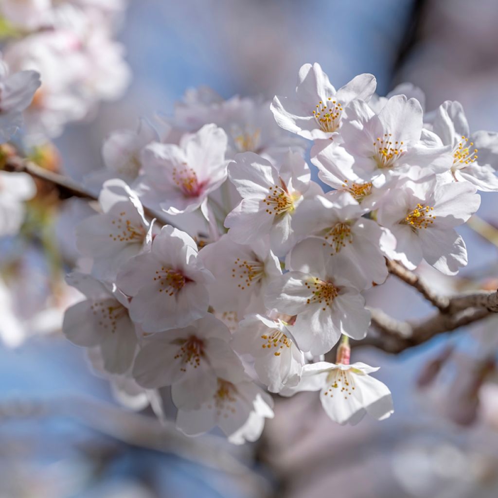 Prunus yedoensis - Cerezo Yoshino