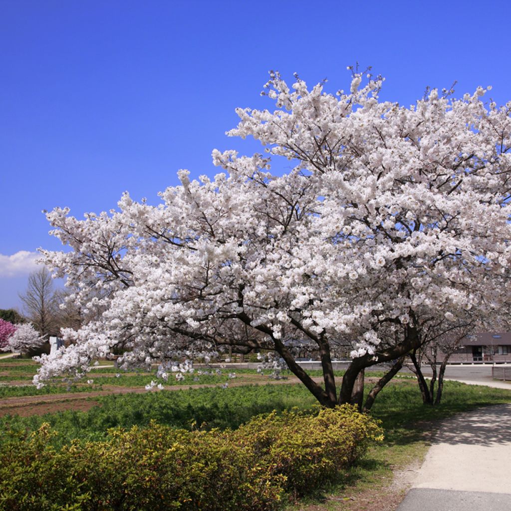 Prunus yedoensis - Cerezo Yoshino