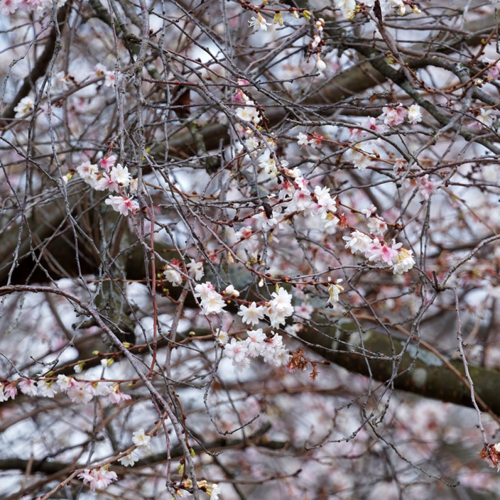 Cerezo de flor Autumnalis Rosea