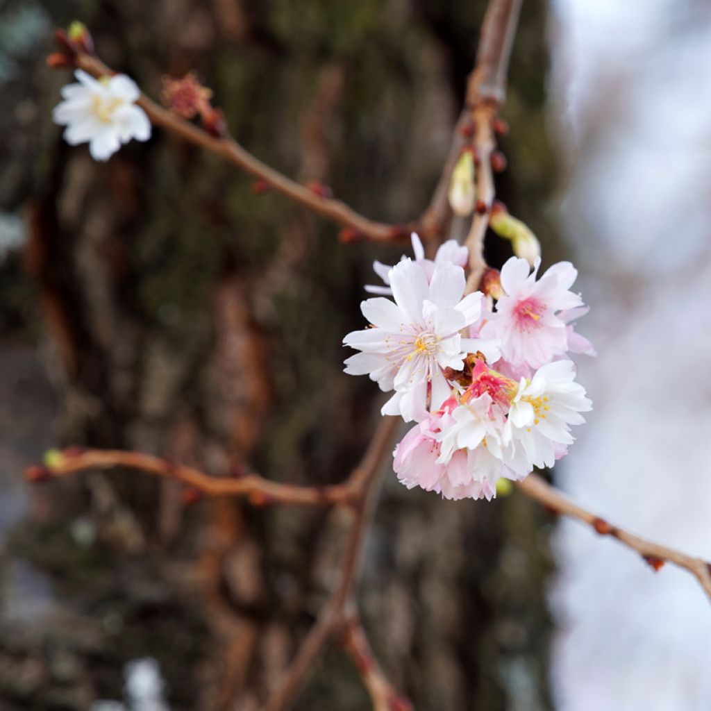 Cerezo de flor Autumnalis Rosea