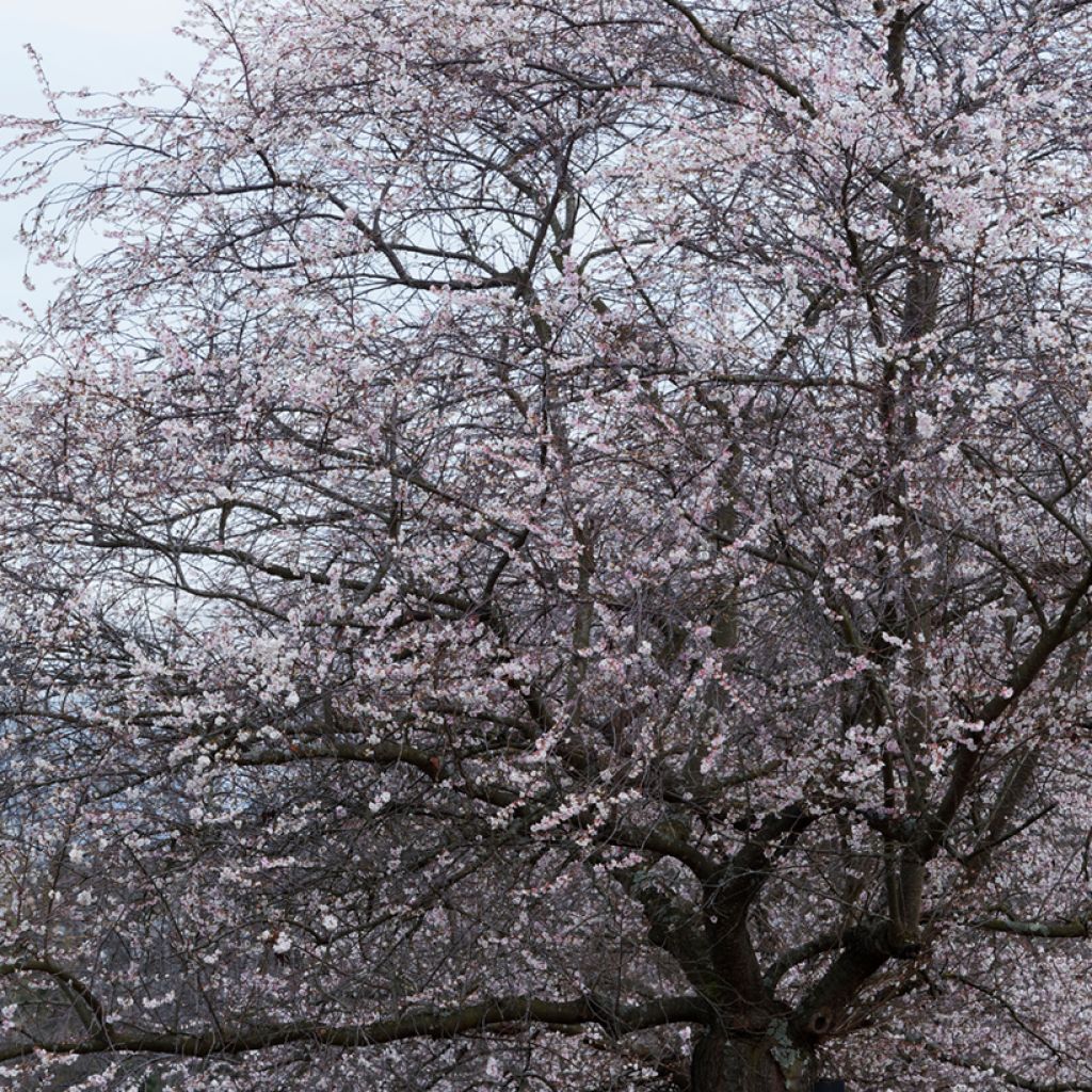 Cerezo de flor Autumnalis Rosea