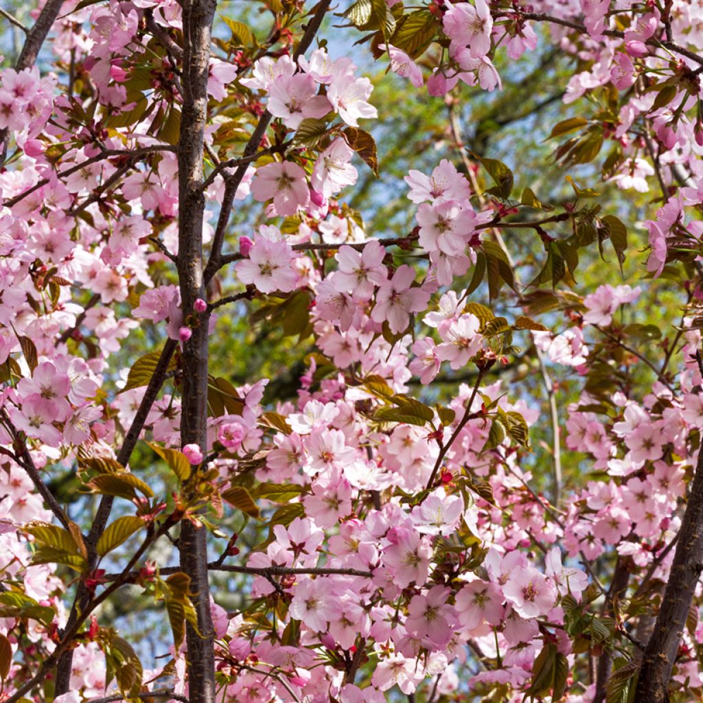 Prunus sargentii - Cerezo japonés