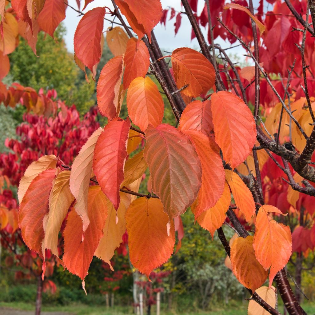 Prunus sargentii - Cerezo japonés