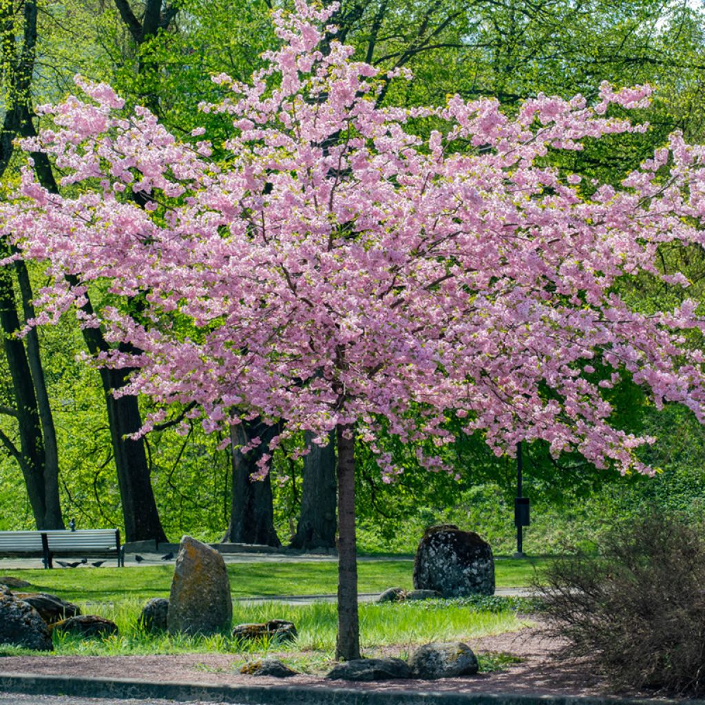 Prunus sargentii - Cerezo japonés