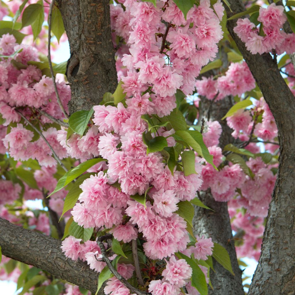 Cerezo japonés Kanzan - Prunus serrulata