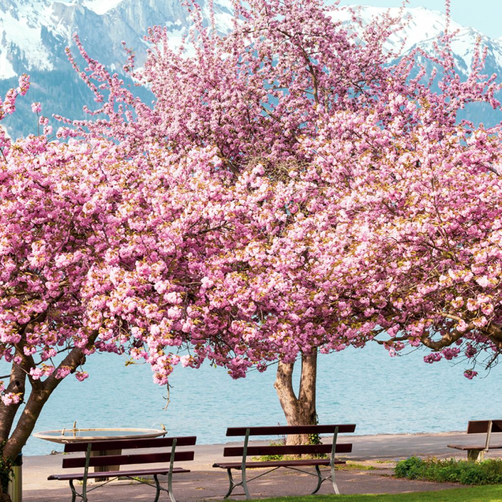 Cerezo japonés Kanzan - Prunus serrulata