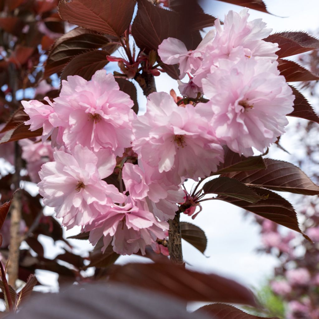 Cerezo japonés Kanzan - Prunus serrulata