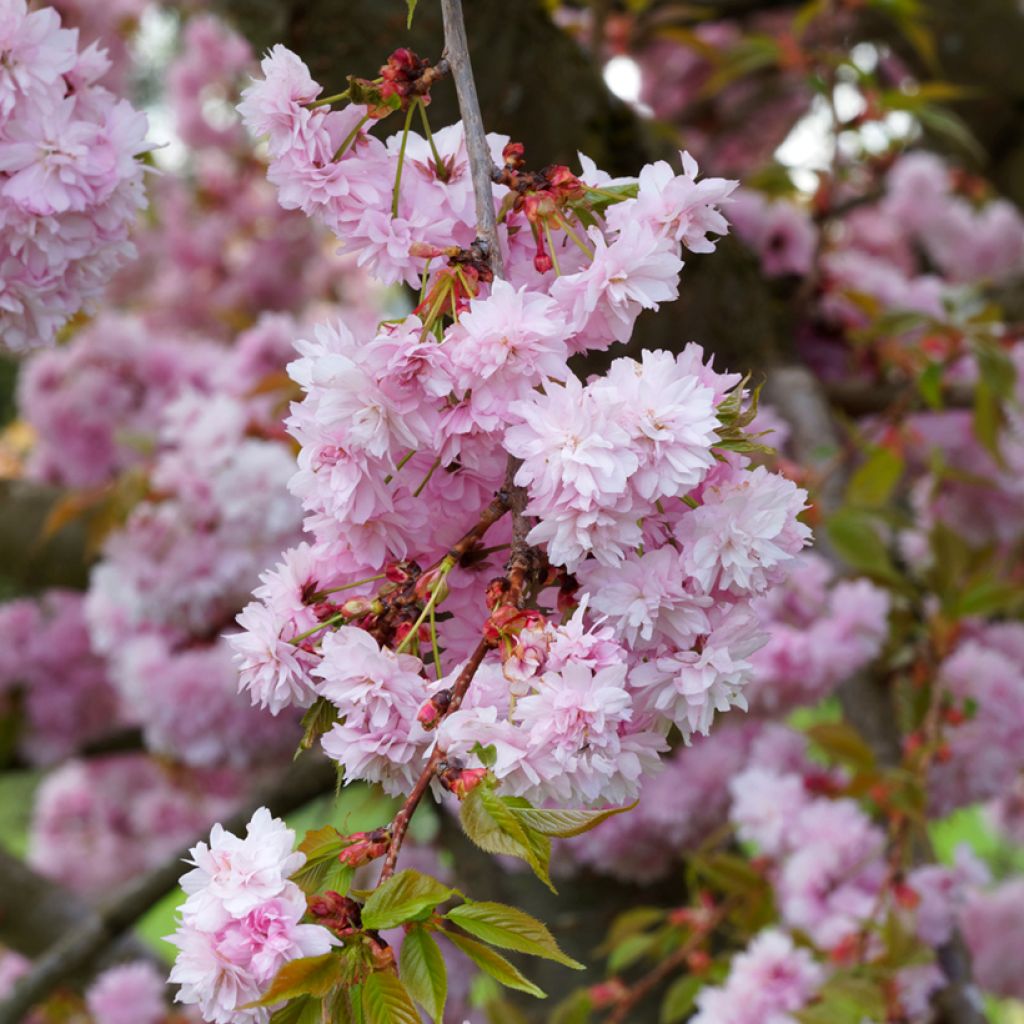 Cerezo japonés Kanzan - Prunus serrulata