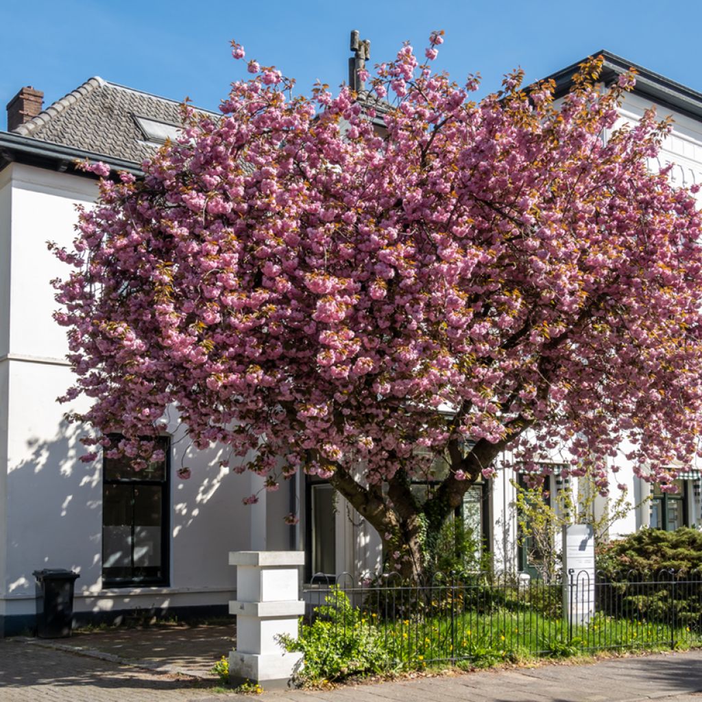 Cerezo japonés Kanzan - Prunus serrulata