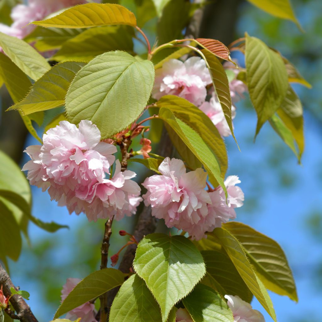 Cerezo japonés Kanzan - Prunus serrulata