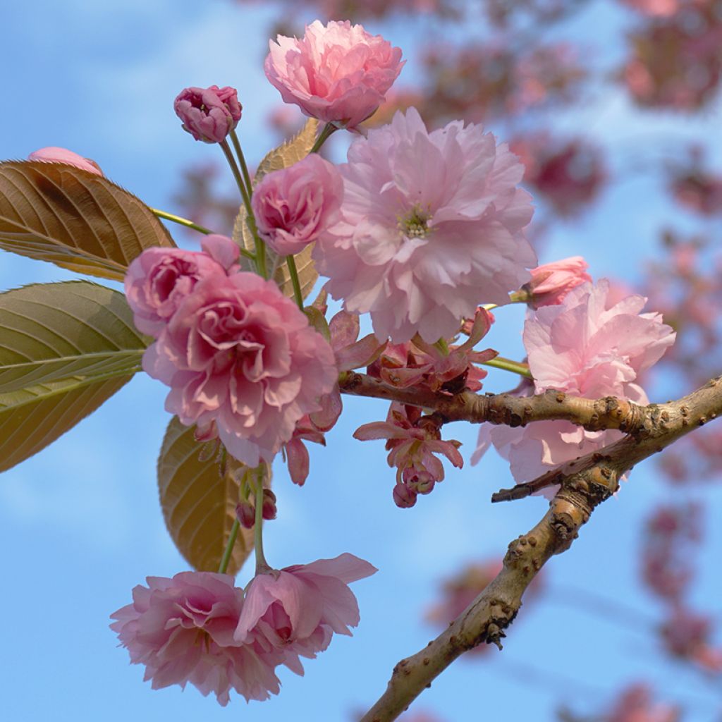 Cerezo japonés Kanzan - Prunus serrulata