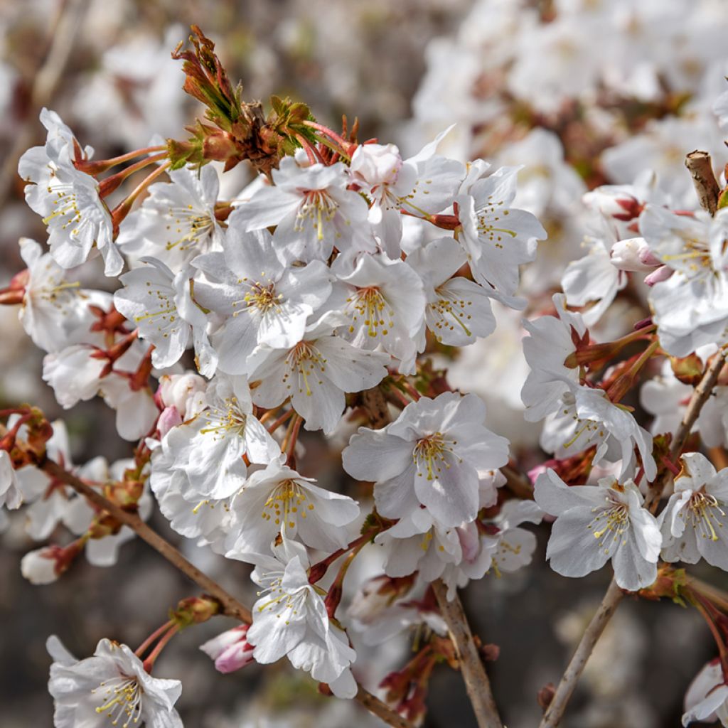 Cerezo enano Japonés Mikinori - Prunus incisa