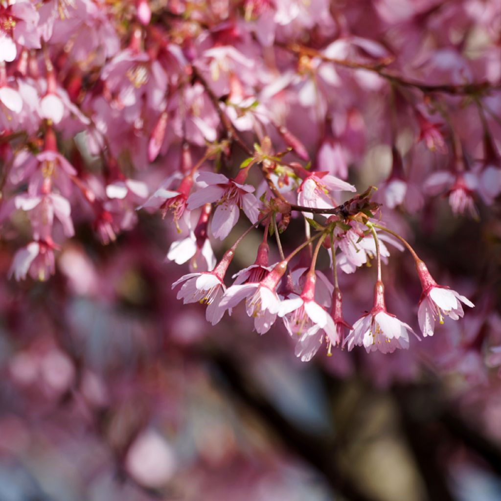 Cerezo enano Japonés Paean - Prunus incisa