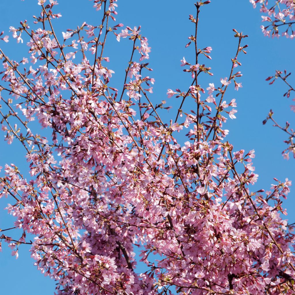 Cerezo enano Japonés Paean - Prunus incisa