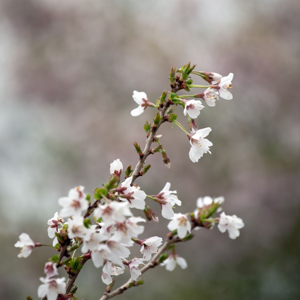 Cerezo enano Japonés Kojo no mai - Prunus incisa