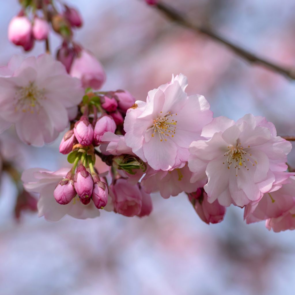 Cerezo de flor Accolade