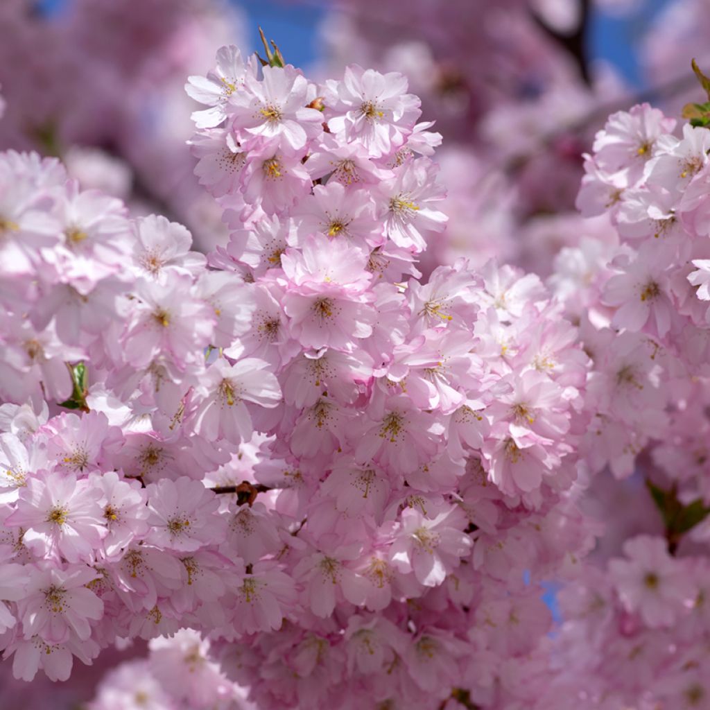 Cerezo de flor Accolade