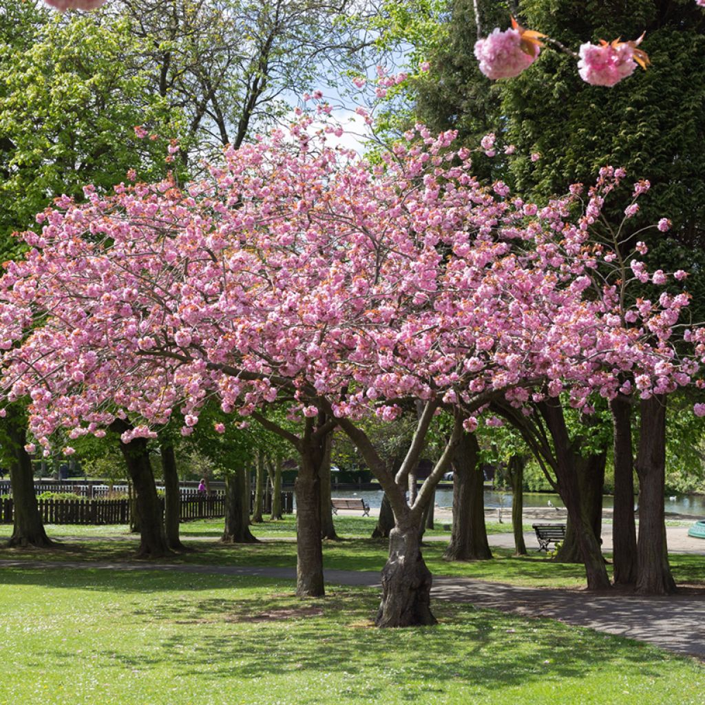 Cerezo de flor Accolade