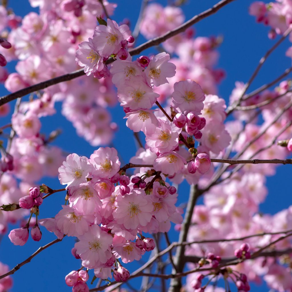 Cerezo de flor Accolade