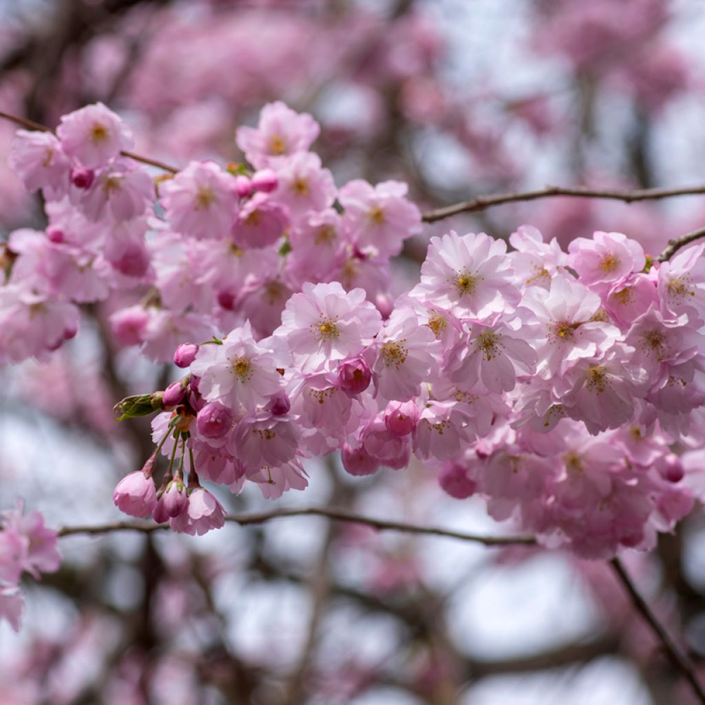 Cerezo de flor Accolade