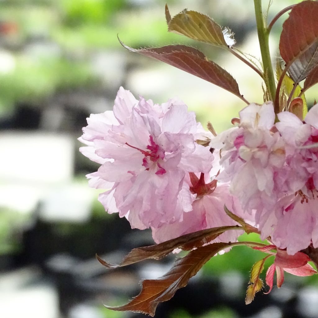 Cerezo japonés Royal Burgundy - Prunus serrulata