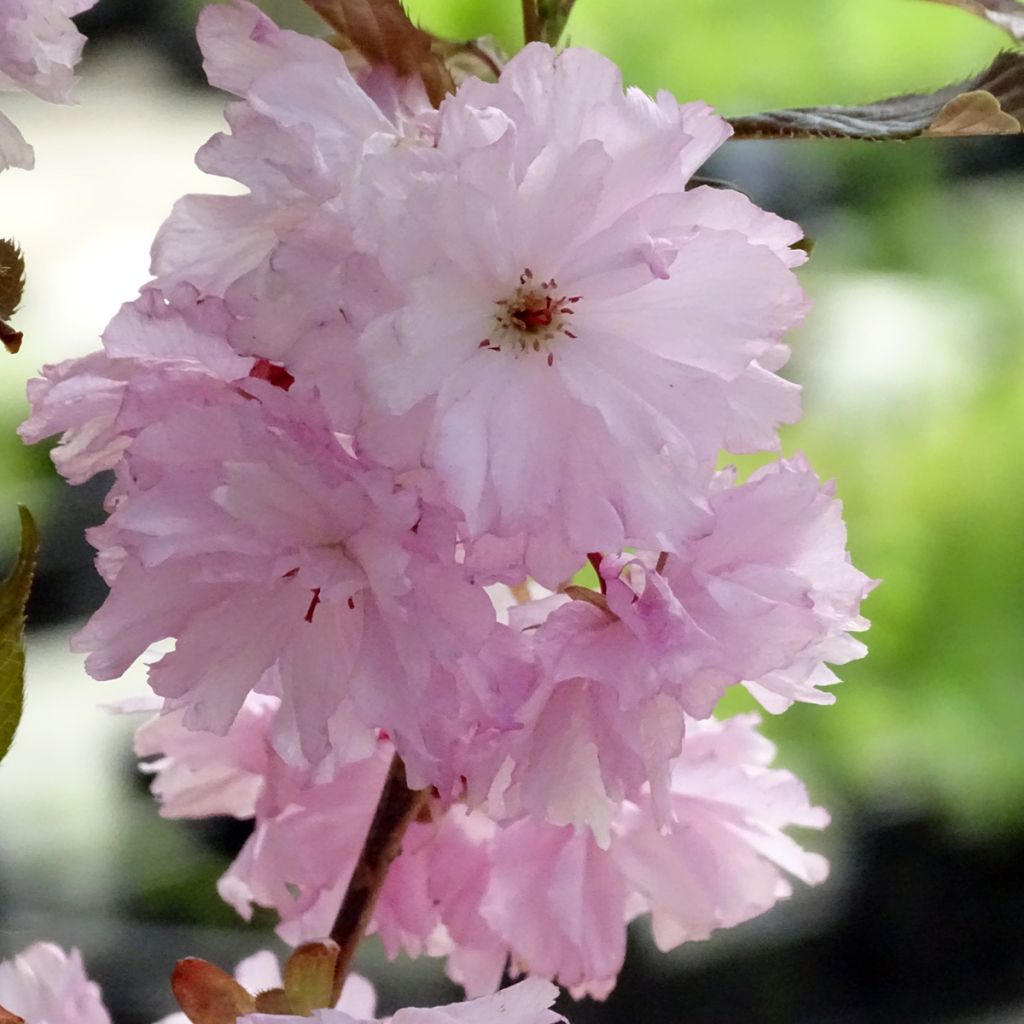 Cerezo japonés Royal Burgundy - Prunus serrulata