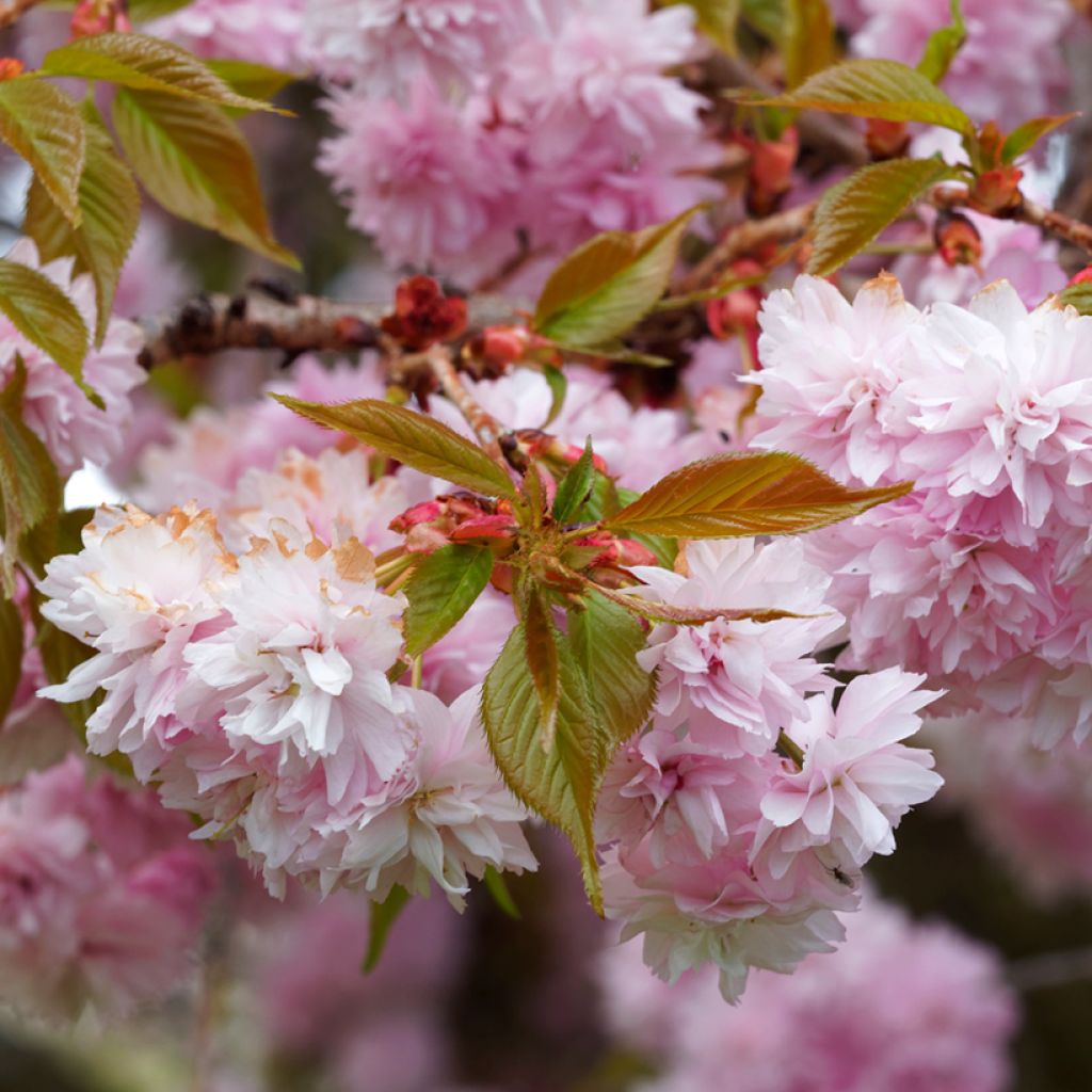 Cerezo japonés Royal Burgundy - Prunus serrulata