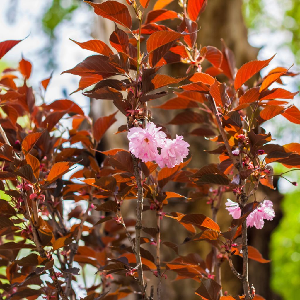 Cerezo japonés Royal Burgundy - Prunus serrulata