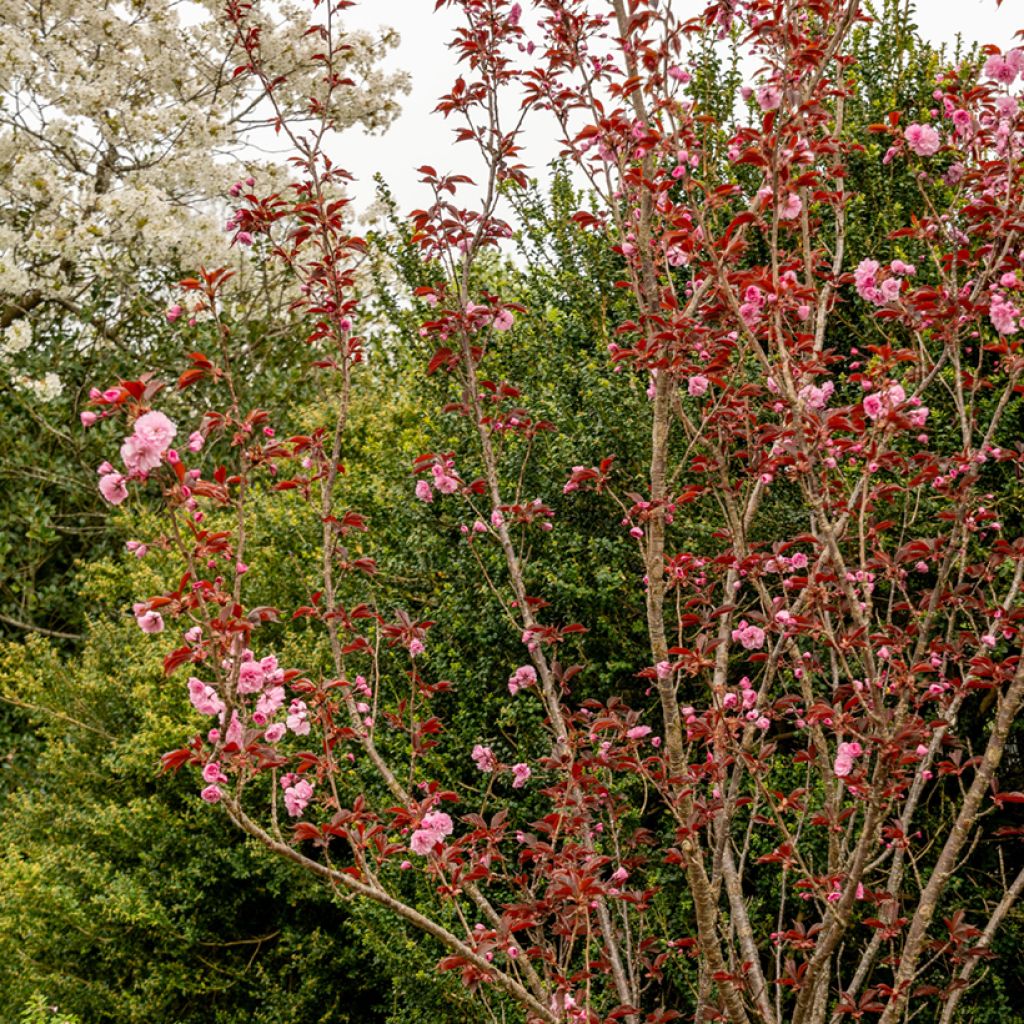 Cerezo japonés Royal Burgundy - Prunus serrulata