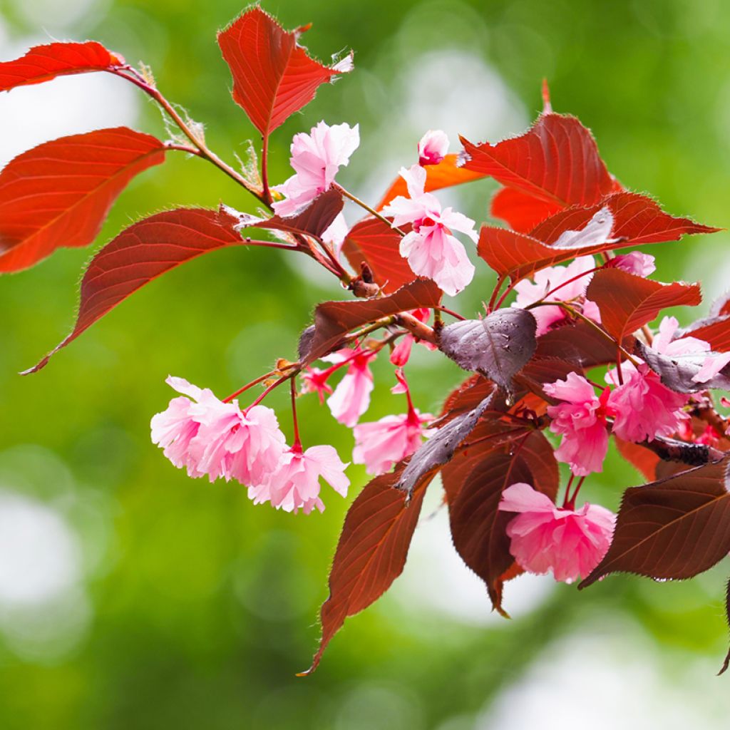 Cerezo japonés Royal Burgundy - Prunus serrulata