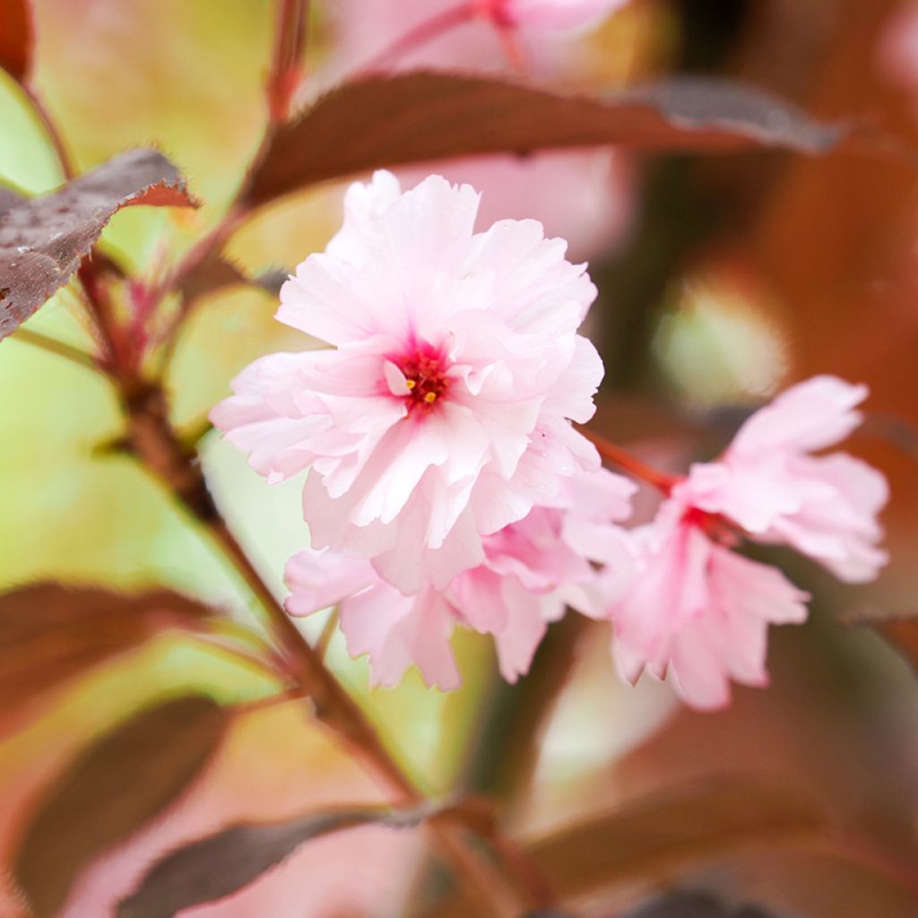 Cerezo japonés Royal Burgundy - Prunus serrulata